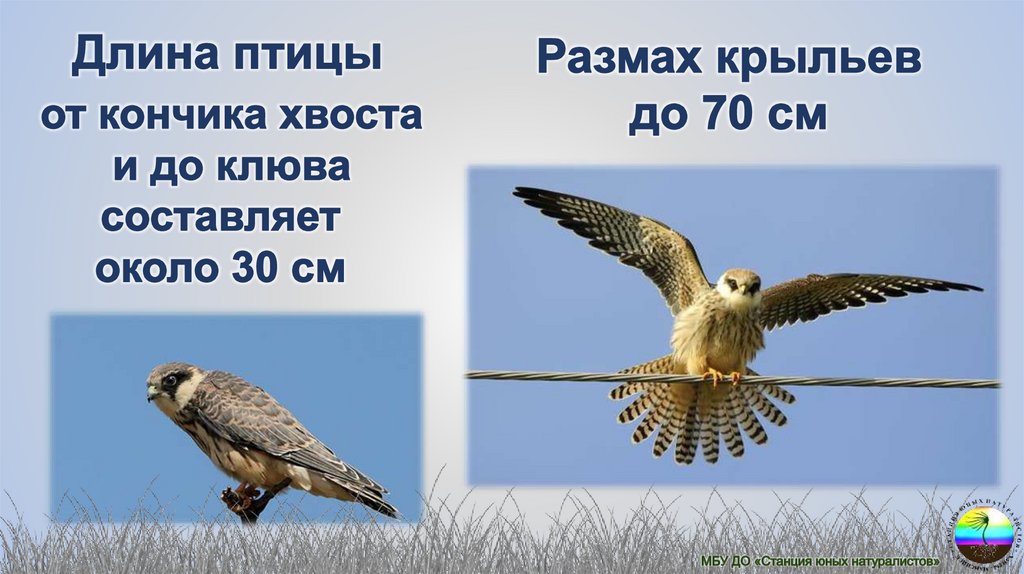 Птица года список. Сокол Кобчик птица года 2021. Кобчик птица года 2021 в России. Кобчик красная книга. Сокол Кобчик птица года 2021 презентация.