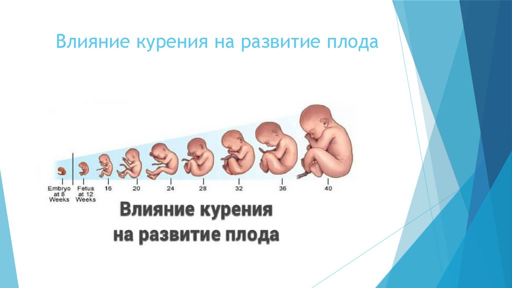 Влияние курения на развитие плода презентация