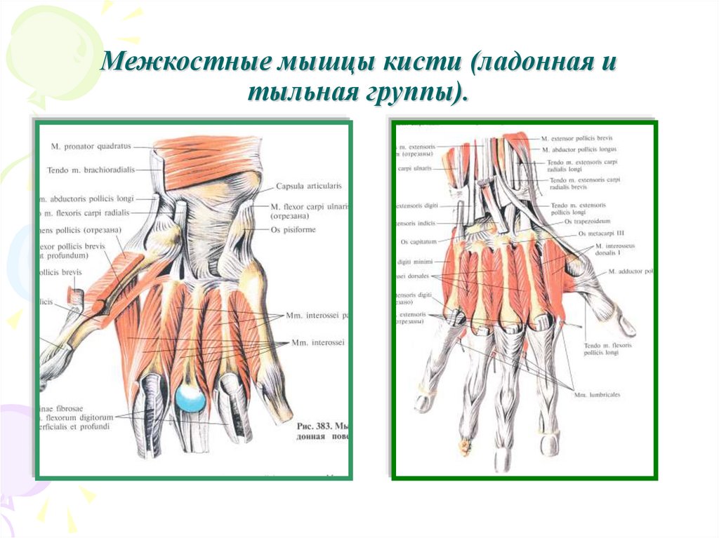 Поверхность запястья. Тыльные межкостные мышцы кисти. Первая межкостная мышца кисти. Мышцы кисти правая ладонная поверхность анатомия. Поверхностные мышцы кисти ладонная сторона.