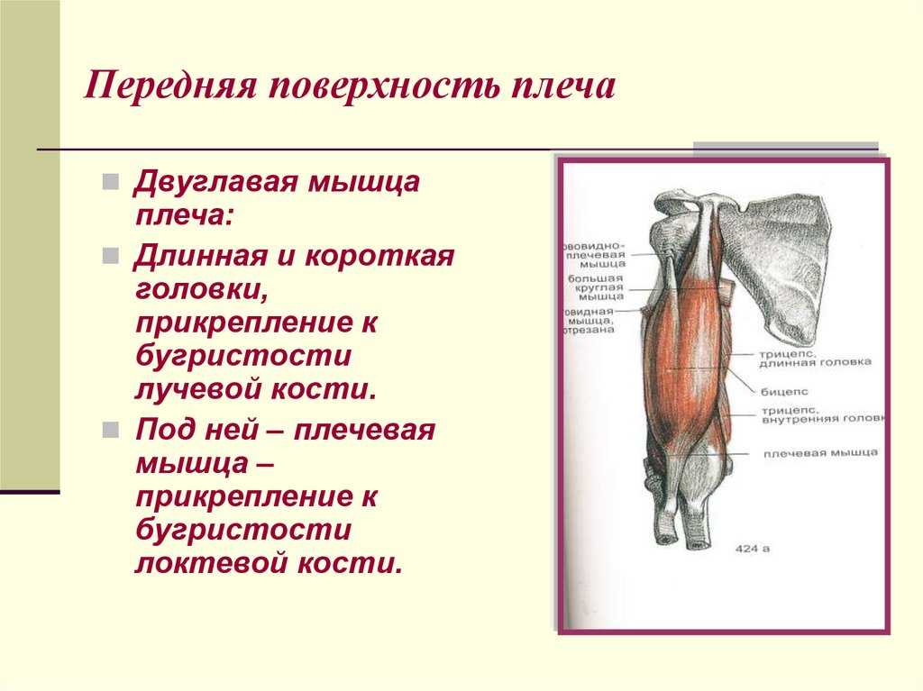 Внутренняя поверхность плеча. Передняя поверхность плеча. Передняя мышца плеча.