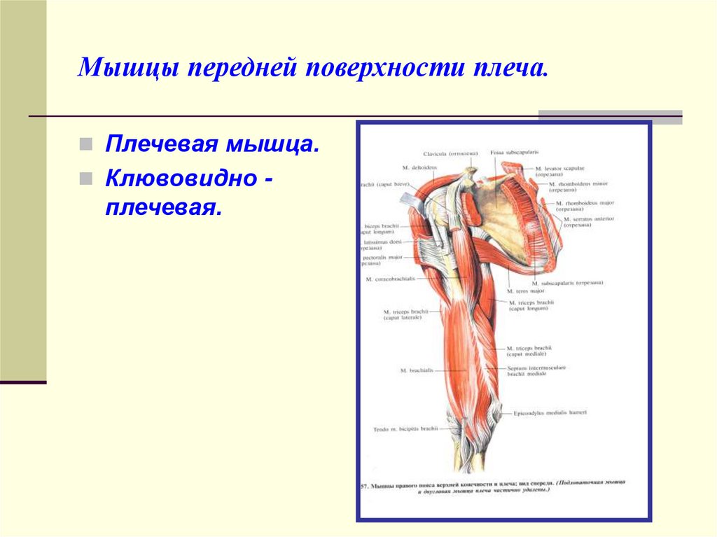 Внутренняя поверхность плеча. Мышцы пояса верхней конечности передняя группа. Передняя группа мышц плеча.