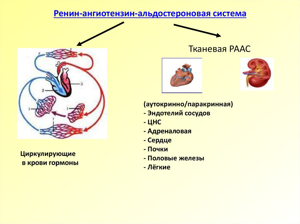 Ренин ангиотензин альдостероновая система презентация