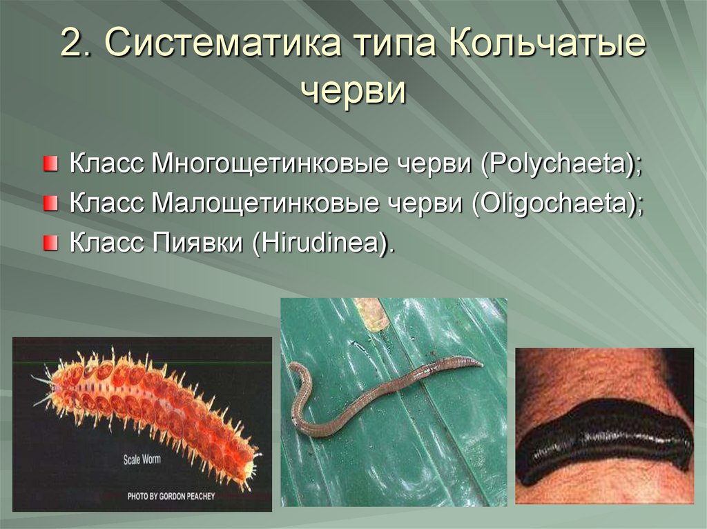 К группе кольчатых червей относятся. Кольчатые черви 7 класс биология. Тип кольчатые черви систематика. Систематика кольчатых червей.