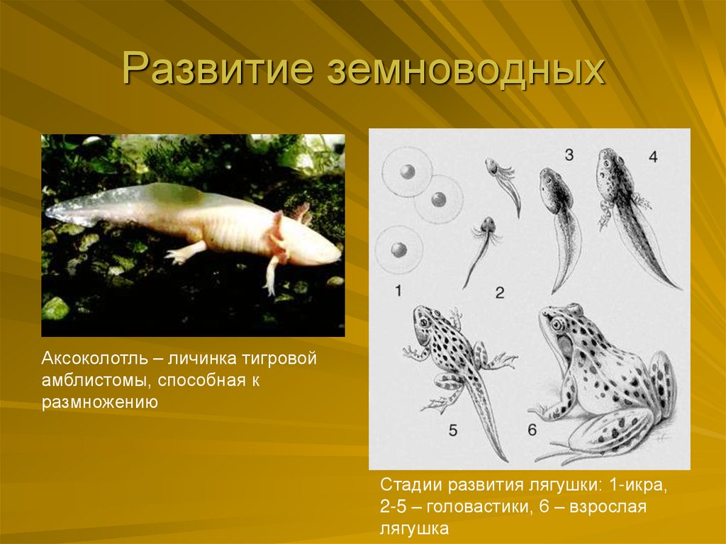 Личинка амфибии. Стадии развития земноводных. Размножение земноводных. Размножение амфибий.