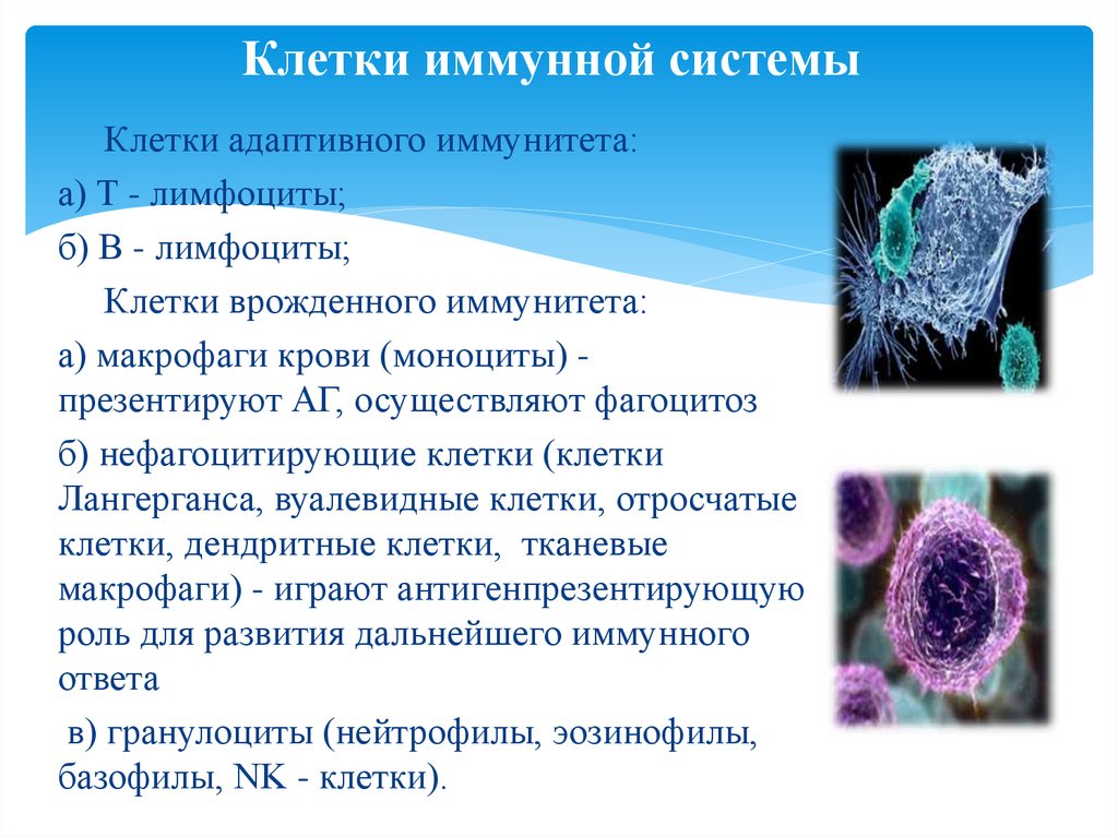 Т клетки в организме. Строение иммунной клетки. Функции различных клеток иммунной системы. Основными клетками иммунной системы являются т лимфоциты и. Характеристика клеток иммунной системы.