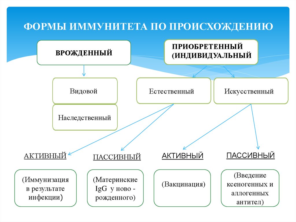 Классификация видов и форм иммунитета схема