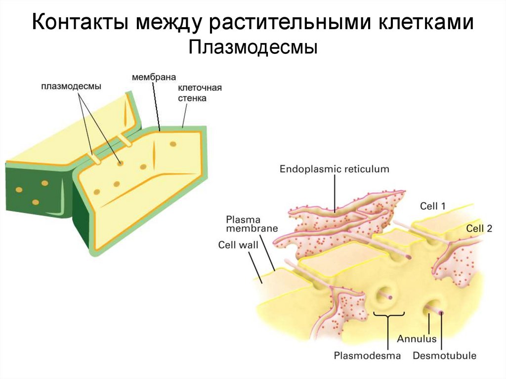 Какая клетка содержит плазмодесмы