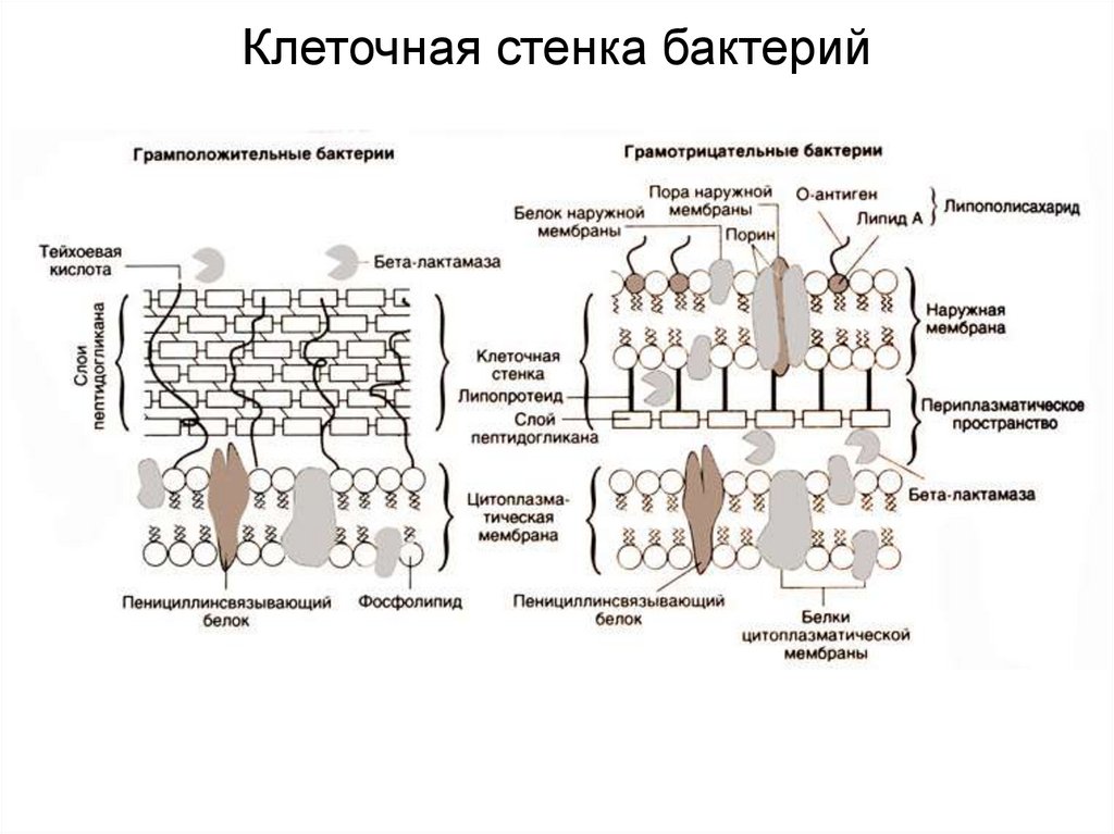 Разрушение клеточной стенки бактерий створаживание