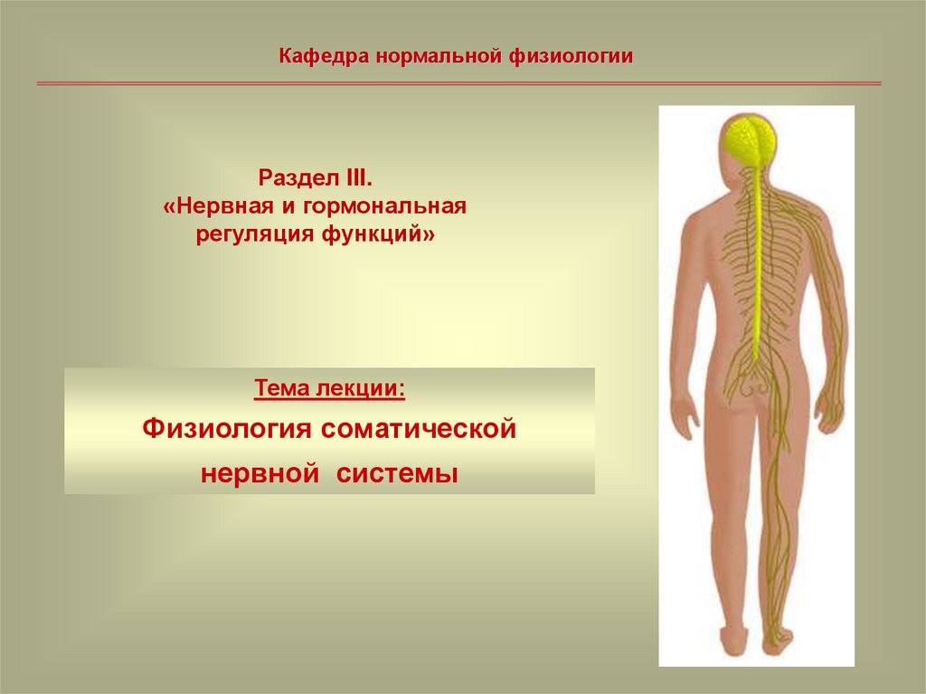 Соматическая нервная система презентация