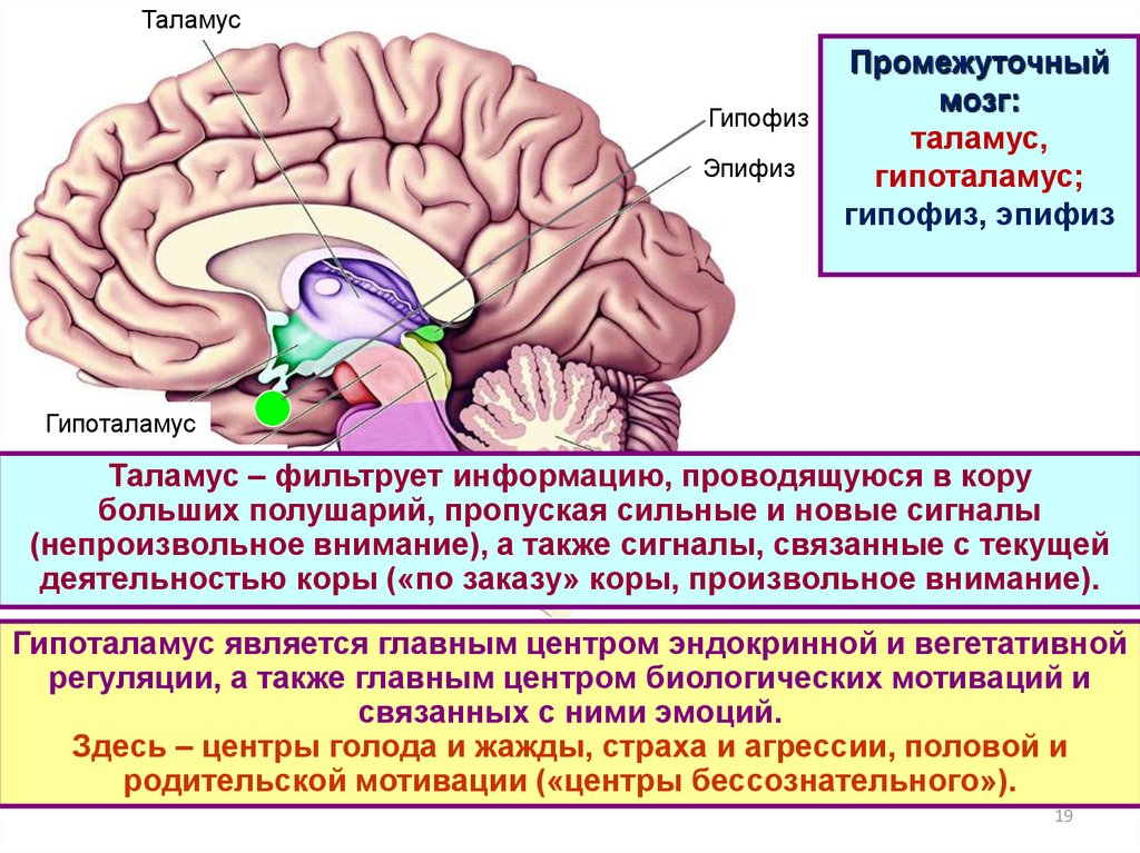 Головного мозга завершается переработка зрительной информации. Строение мозга человека гипоталамус. Строение мозга человека таламус. Гипоталамус гипофиз таламус эпиталамус. Таламус функции лимбическая система.
