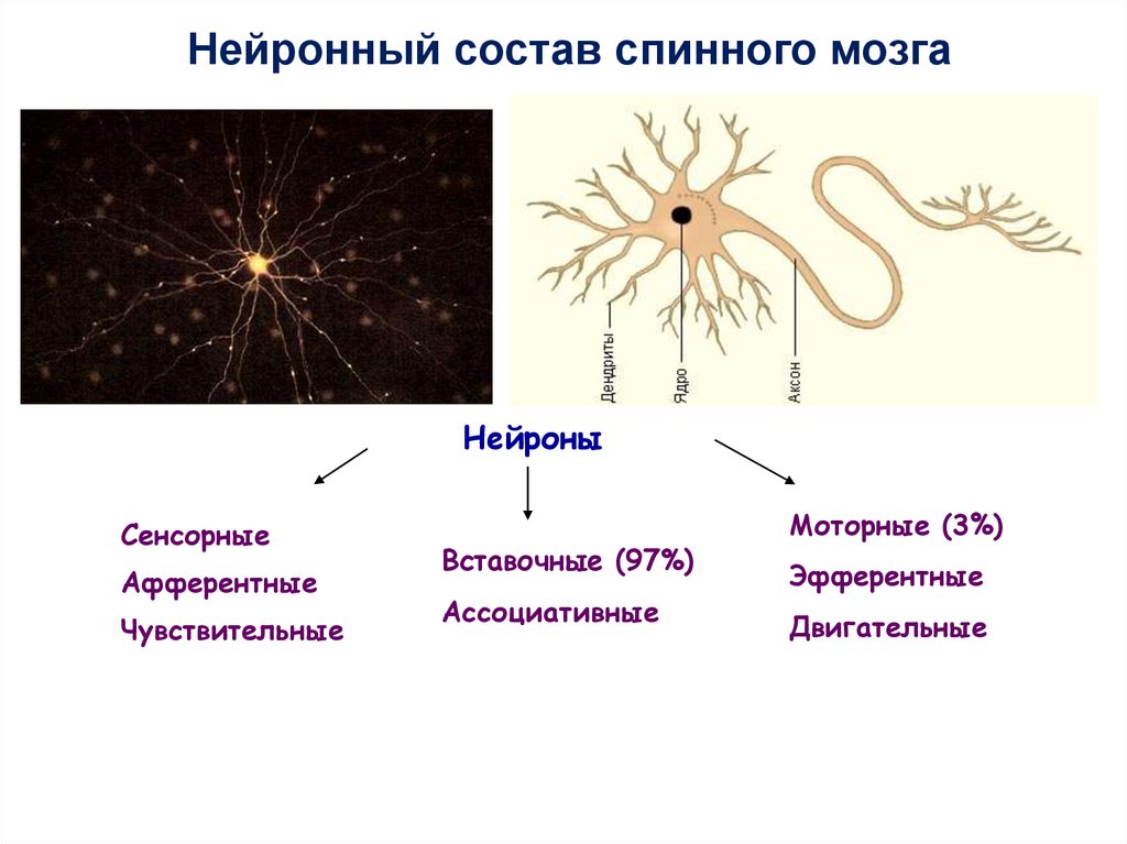 Нейроны спинного мозга характеристика. Нейронный состав спинного мозга. Сенсорный Нейрон. Ассоциативные Нейроны. Чувствительный вставочный и двигательный Нейроны.