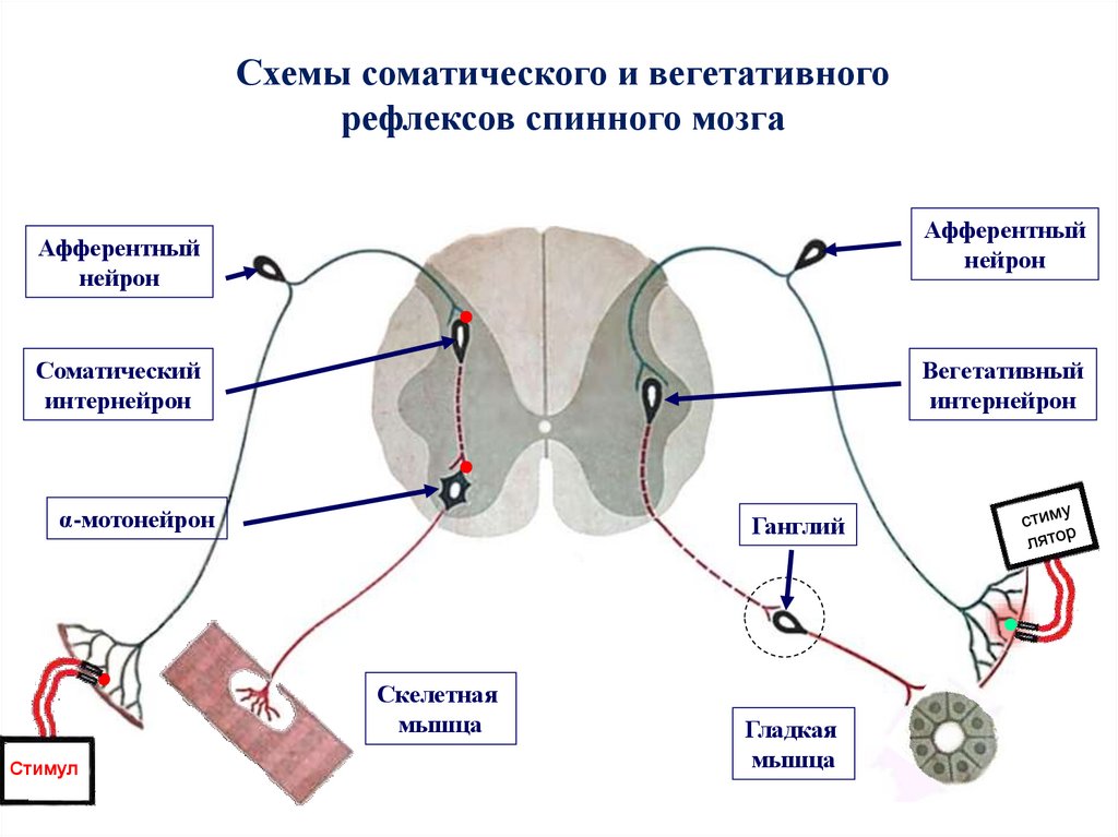 Последовательность спинномозгового рефлекса. Вегетативная нервная система схема спинного мозга. Схема рефлекторной дуги симпатической нервной системы. Рефлекторная дуга физиология. Схема рефлекторной дуги спинального соматического рефлекса.