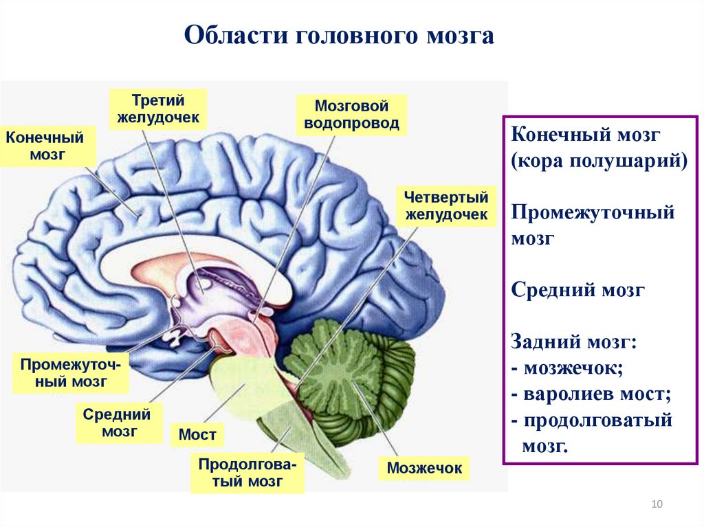 Конечный мозг. Мозжечок в конечном мозге. Головной мозг строение конечный мозг. Борозды извилины и желудочки головного мозга. Четвёртый желудочек водопровод мозга.