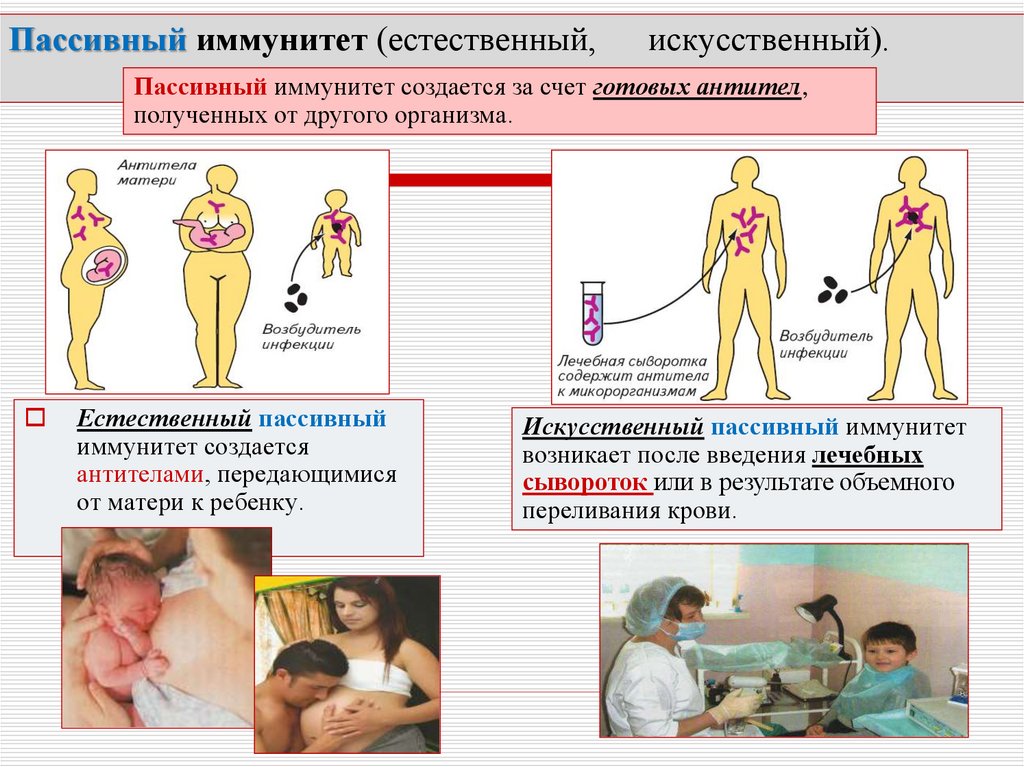 Пассивный иммунитет формируется после введения