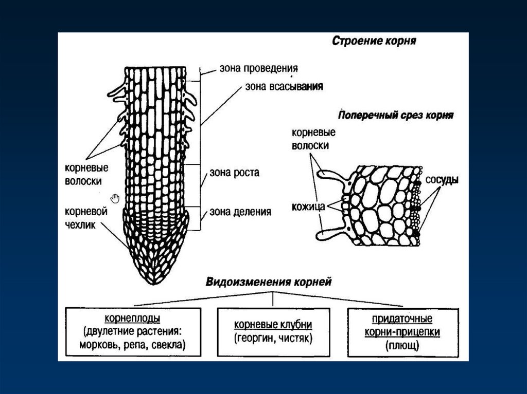Образовательная ткань зоны деления корня растения