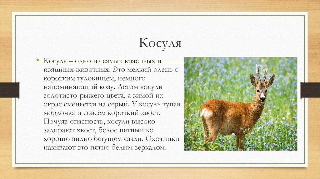 Косуля занесена в красную книгу. Косуля красная книга. Косуля описание. Косуля в Воронежской области.