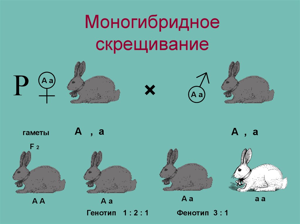 Решение задач на моногибридное скрещивание 10 класс презентация