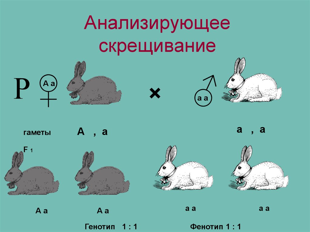 Анализирующее скрещивание соотношение