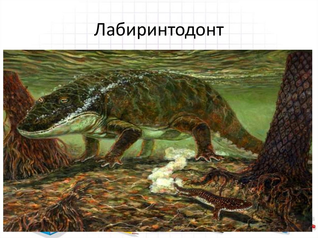Зигозавр. Лабиринтодонты Триасового периода. Стегоцефалы и Лабиринтодонты. Стегоцефалы девона. Стегоцефалы палеозой.