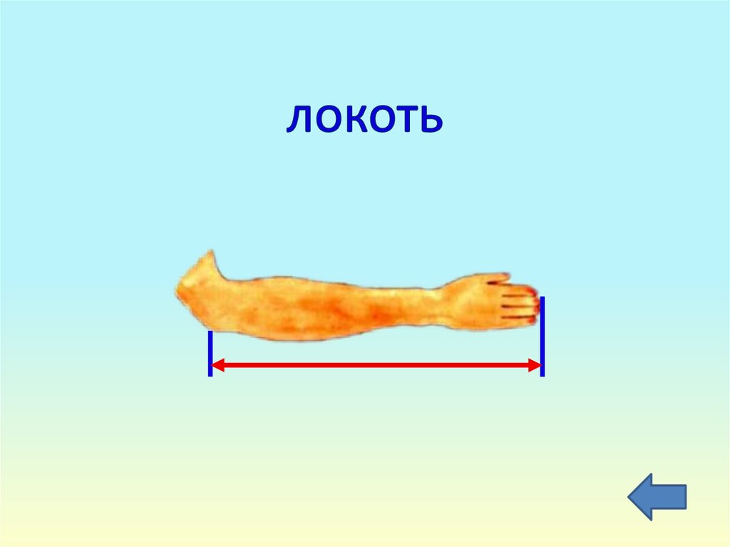 Локоть мера длины картинка