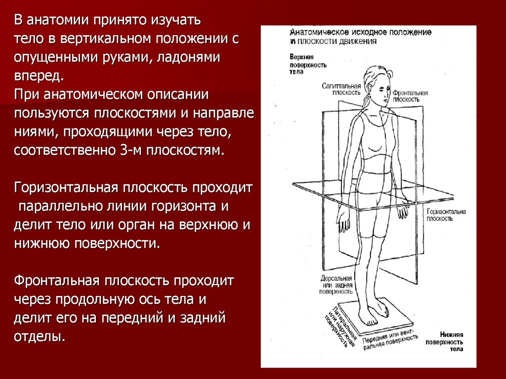 Плоскости тела рисунок. Человек в анатомическом положении. Анатомическое положение тела. Положение человека анатомия. Расположение тела в анатомии.