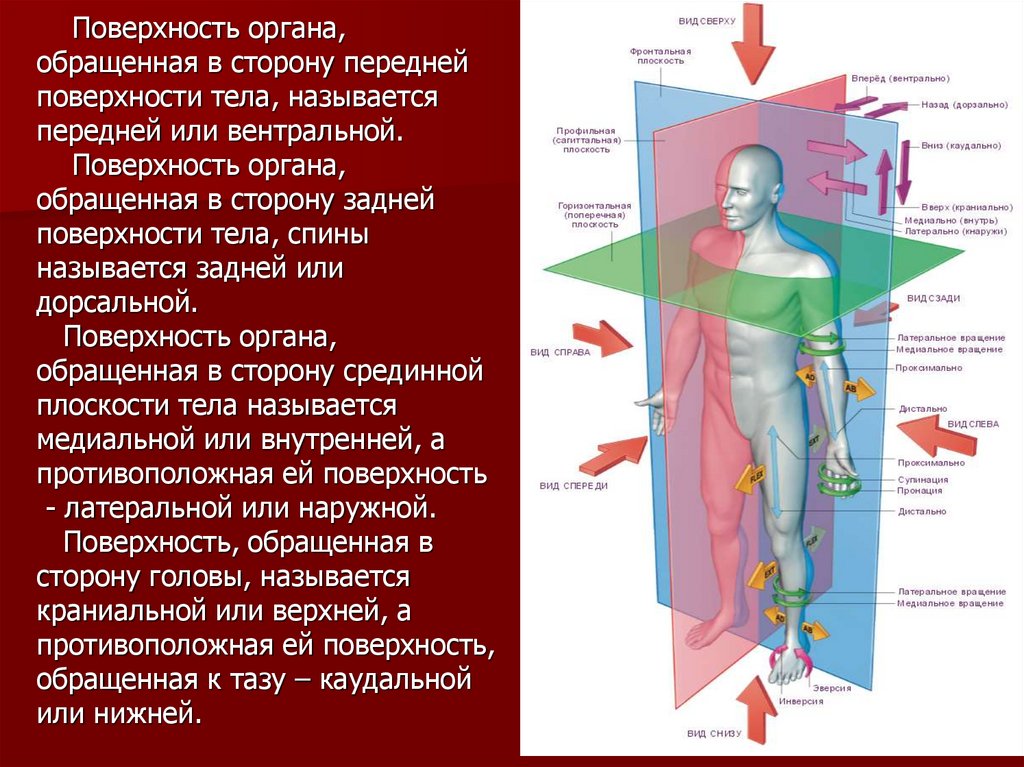 Фронтальная плоскость позвоночника. Оси и плоскости тела человека. Плоскости в анатомии. Оси тела анатомия. Поверхности человека анатомия.