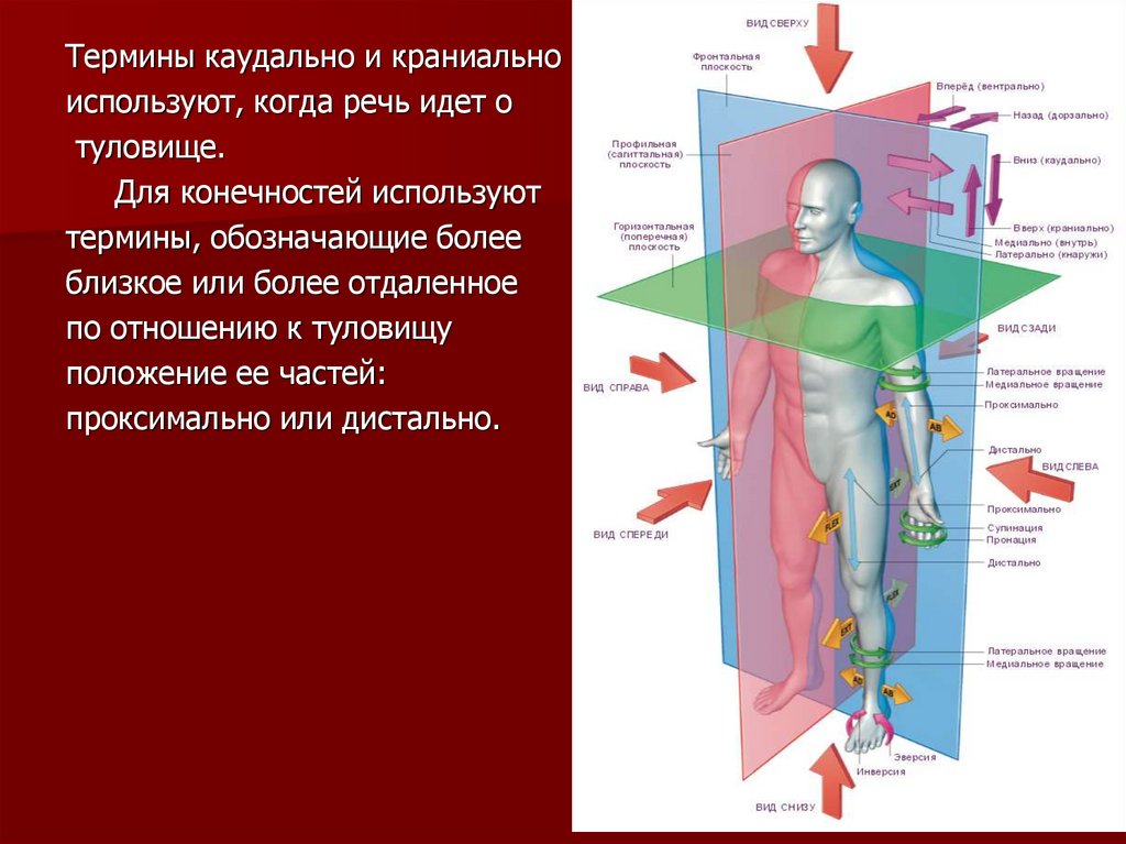 Краниальный это. Каудально это в анатомии. Краниально каудально. Оси в анатомии. Плоскости человека в анатомии.