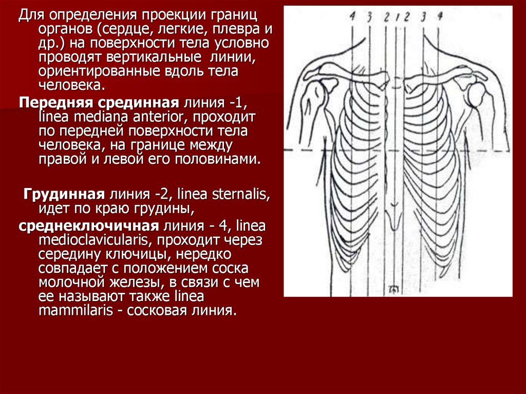 Линии туловища. Линии в анатомии. Линии человека анатомия. Линии тела.