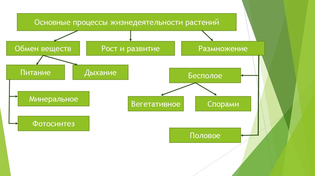 Жизнедеятельность растений