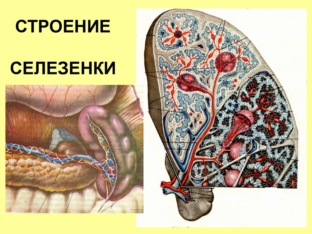 Селезенка может болеть. Строение селезенки анатомия. Селезенка патологическая анатомия. Внутреннее строение селезенки. Внутреннее строение селезенки анатомия.