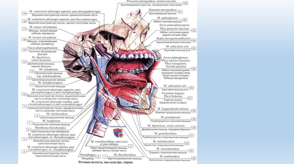 Полость рта стенки отделы содержимое