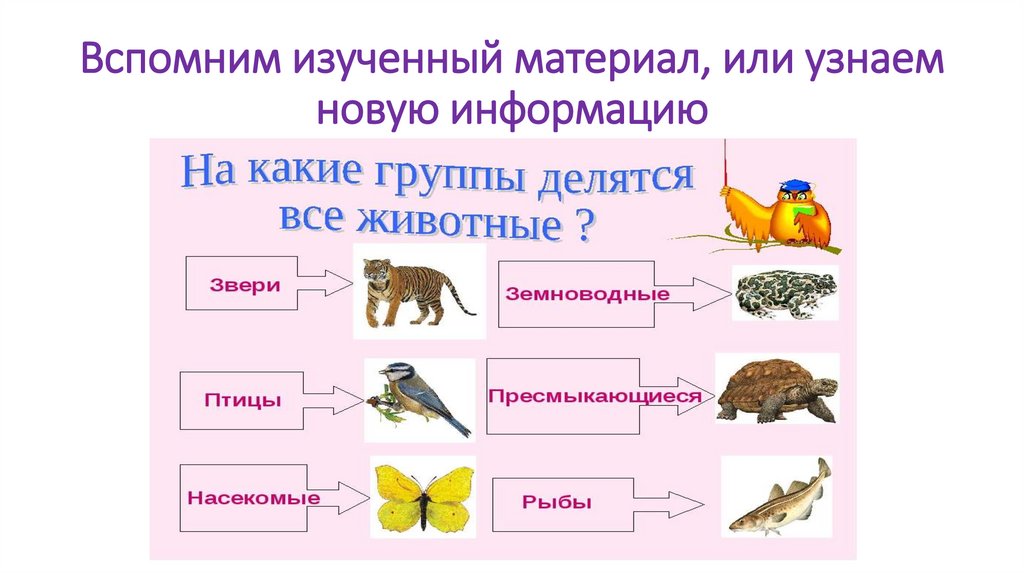 Презентация онлайн про животных