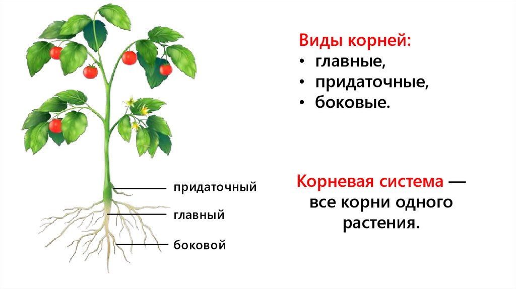 Придаточными называются корни. Строение саженца томата. Строение побега томата. Строение вегетативных органов клубники. Схема строения цветкового растения помидор.