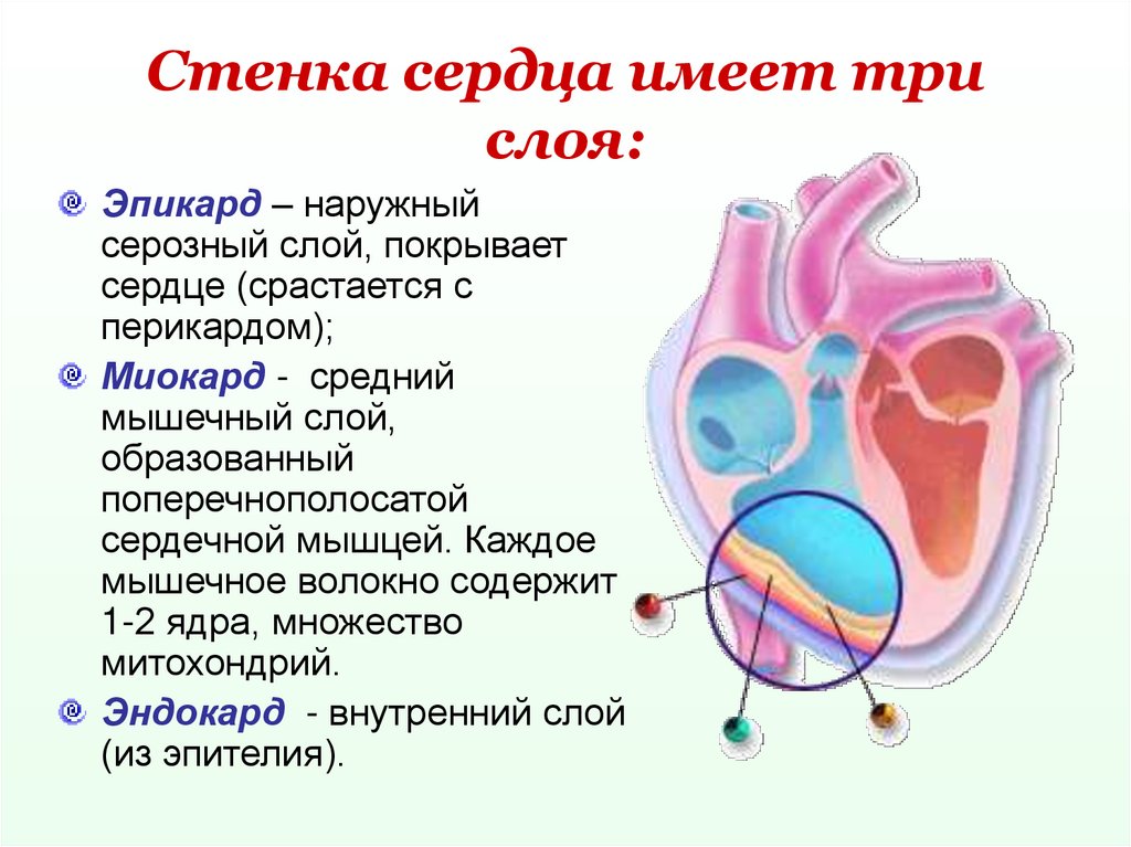 Имеет стенка. Строение сердца эпикард. Эпикард сердца анатомия. Строение сердца эндокард миокард эпикард. Строение эпикарда.