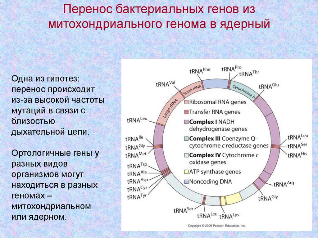 Гены расположенные в идентичных. Митохондриальный геном человека. Строение митохондриальной ДНК. Строение генома митохондрий человека. Митохондриальные гены.