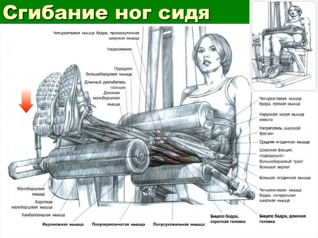 Мышца сгибающая голень