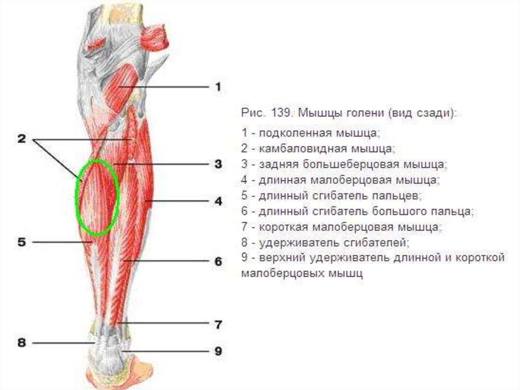 Мышцы голени презентация