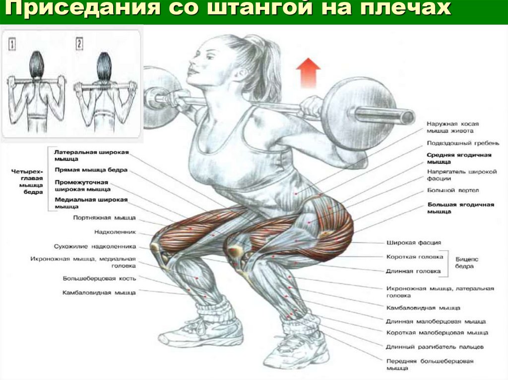 Приседания нормативы