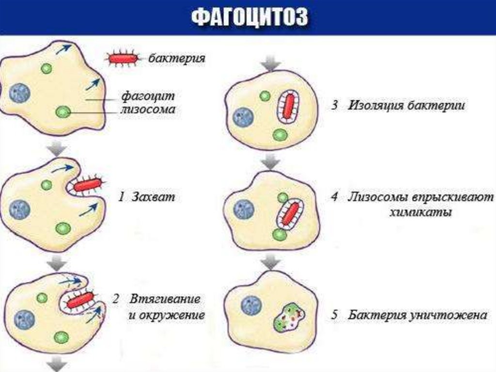 Фагоцитоз захват. Схема фагоцитоза в иммунологии. Стадии фагоцитоза схема. Фазы фагоцитоза схема. Процесс фагоцитоза схема.