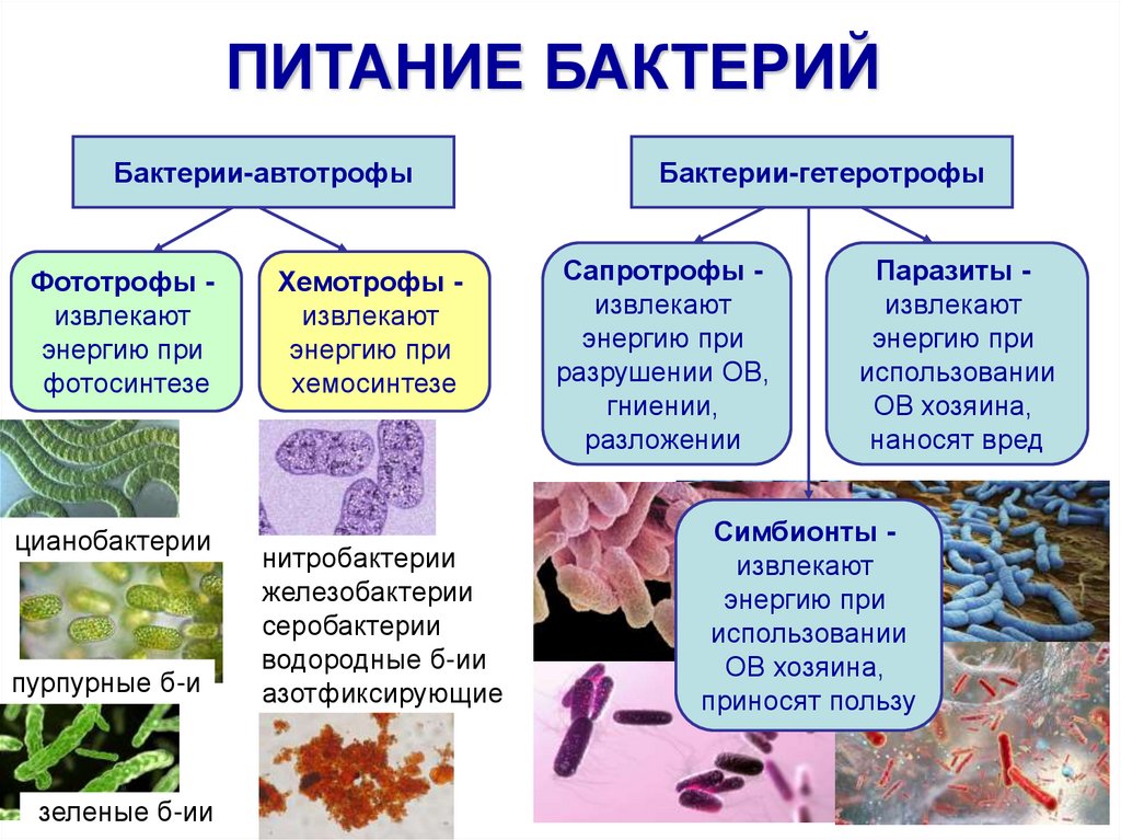 Низшие растения хемотрофы