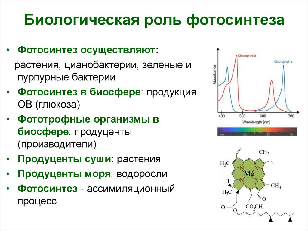 Функция бактерий в биосфере. Фотосинтез цианобактерий. Пурпурные бактерии фотосинтез. Фотосинтез в биосфере. "Биологическая роль фотосинтеза в биосфере".