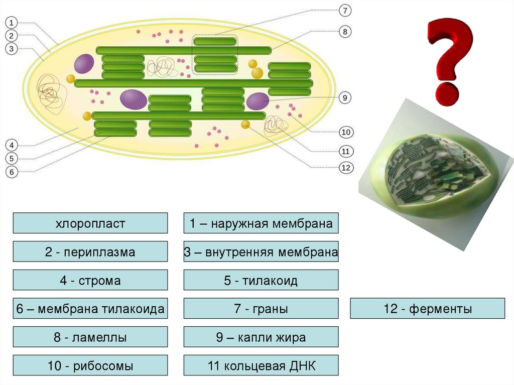 Соотнесите объекты с их обозначениями на рисунке наружная мембрана