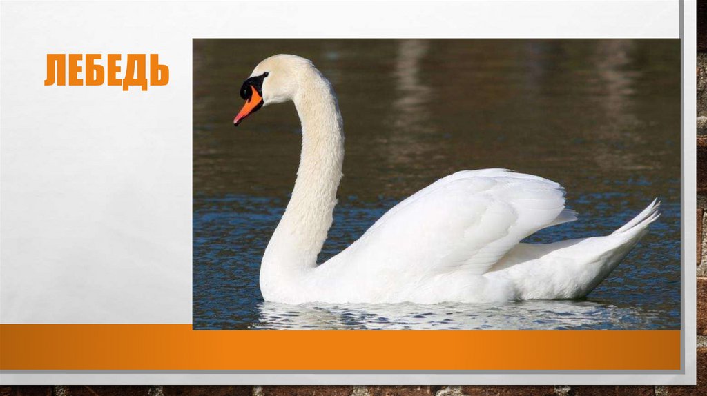 лебедь