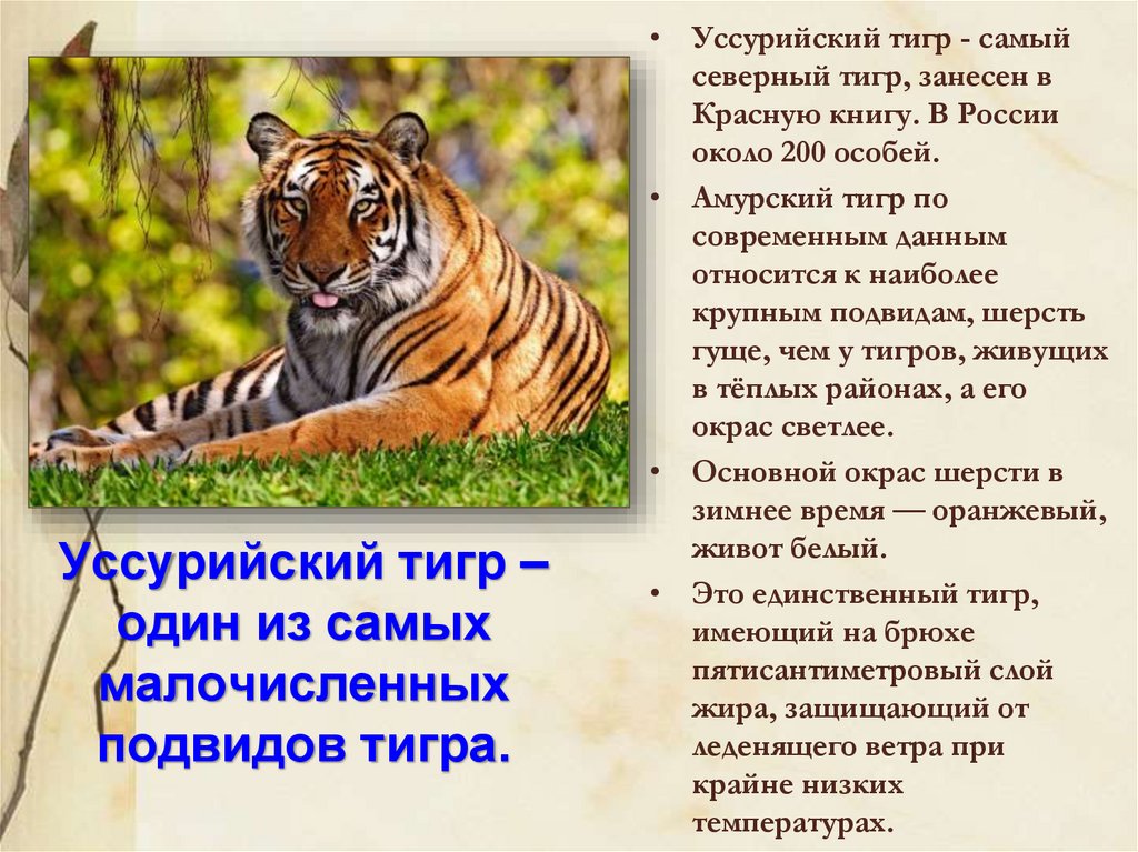 Тигр животное занесенное в красную книгу. Тигр занесен в красную книгу. Амурский тигр красная книга. Амурский тигр занесен в красную книгу. Уссурийский тигр презентация.