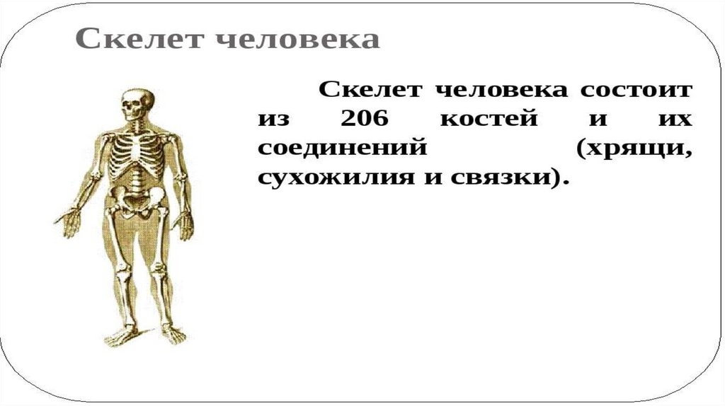 Контрольная работа строение человека 8 класс. Значенич скелета. Опора тела и движение. Скелет опора тела. Значение скелета туловища.