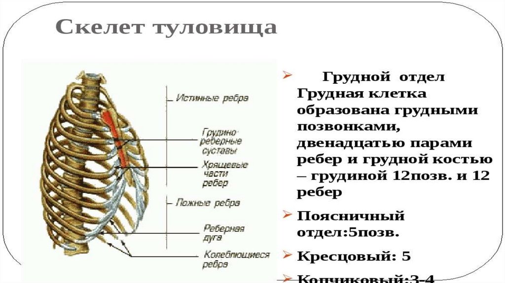 Презентация кости 8 класс