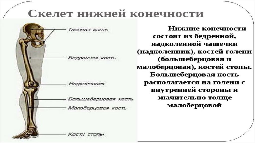 Скелет строение состав и соединение костей 8 класс презентация