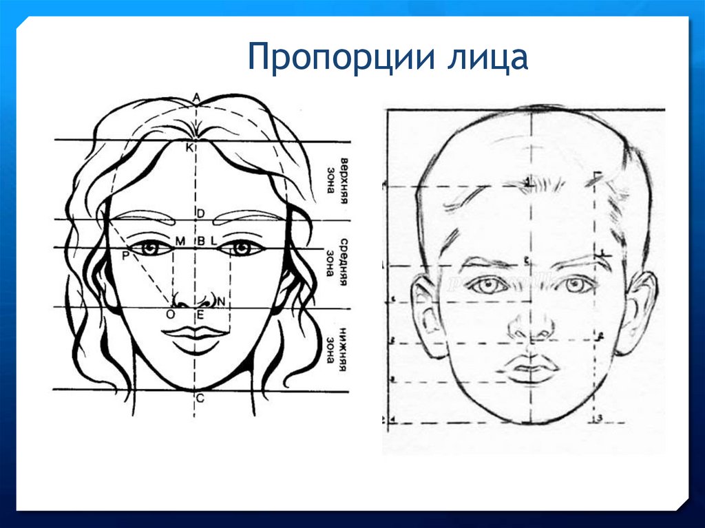 Рисунок лица 1 3. Пропорции женского лица в профиль и анфас. Пропорции лица человека для рисования. Пропорции лица человека схема. Пропорции лица человека рисунок.