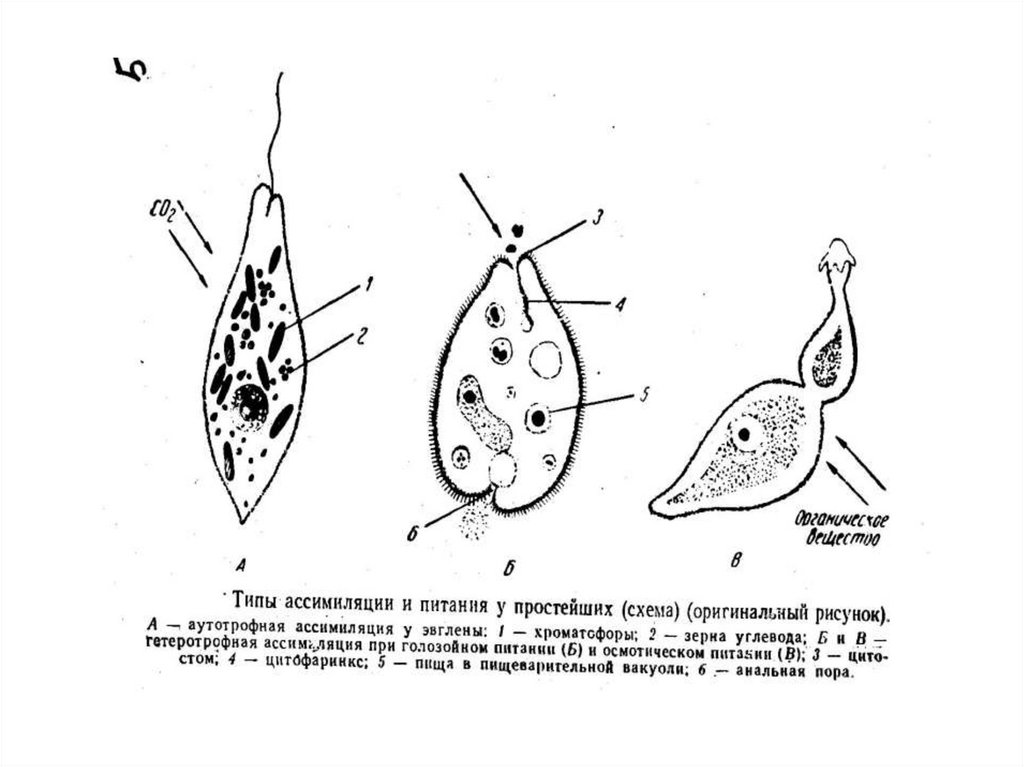 Виды простейших. Тип простейшие протозоа. Тип простейшие protozoa. Типы простейших схема. Тип простейшие презентация.