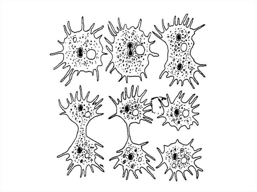 На рисунке изображено простейшее. Бесполое размножение амёбы. Бинарное деление амебы. Размножение амебы Протей. Деление амебы обыкновенной.